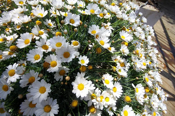庭に咲く美しい花 トルコドラム — ストック写真