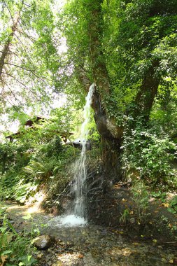 Şelale yeşili orman nehir manzarası. Güzel yeşil doğa konsepti, sanatsal parlak yeşil ağaçlar