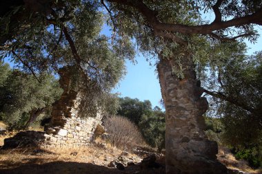 Yeşil Zeytin zeytin ağacı dalında. Yeşil Zeytin, zeytin ağacı kapatın. Zeytin, gelenek kavramı. Zeytincilik. Zeytin hasat önce Olive grove. Sağlıklı gıda. Mediterranean.