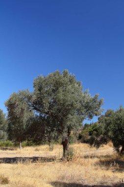 Yeşil Zeytin zeytin ağacı dalında. Yeşil Zeytin, zeytin ağacı kapatın. Zeytin, gelenek kavramı. Zeytincilik. Zeytin hasat önce Olive grove. Sağlıklı gıda. Mediterranean.