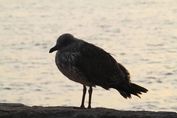 Uma Velha Gaivota Poluída Pelo Mar — Fotografia de Stock