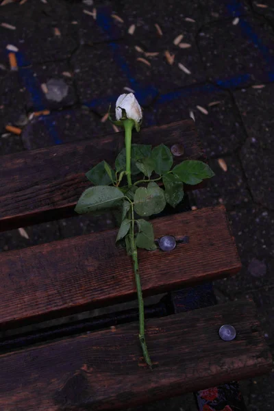 Őszi Park Csokor Rózsa Készült Lehullott Juharfalevél Fekszik Egy Padon — Stock Fotó