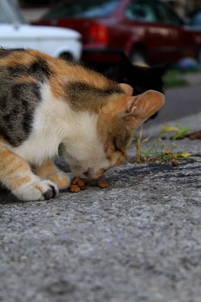 Homeless cats eat bread on the street