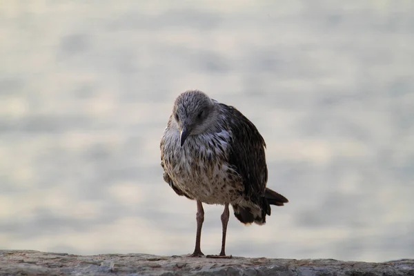 Una Vieja Gaviota Contaminada Por Mar —  Fotos de Stock