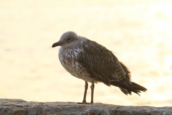 Uma Velha Gaivota Poluída Pelo Mar — Fotografia de Stock