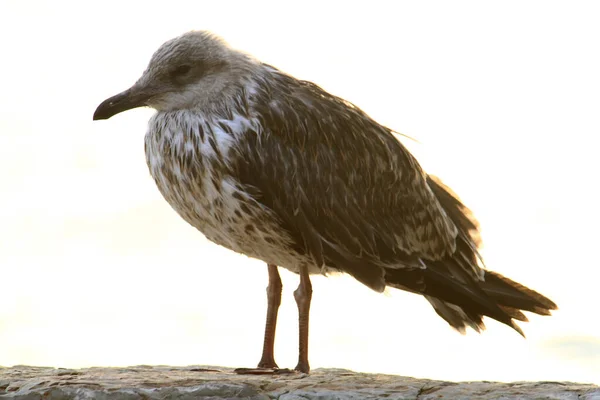 Une Vieille Mouette Polluée Par Mer — Photo