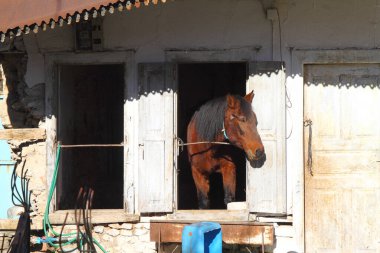 Kahverengi at ahır dışarı arıyorum. At portre portre. Kare fotoğraf.
