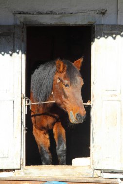 Kahverengi at ahır dışarı arıyorum. At portre portre. Kare fotoğraf.