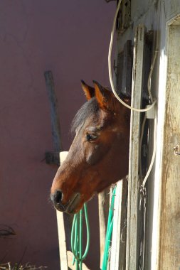 Kahverengi at ahır dışarı arıyorum. At portre portre. Kare fotoğraf.