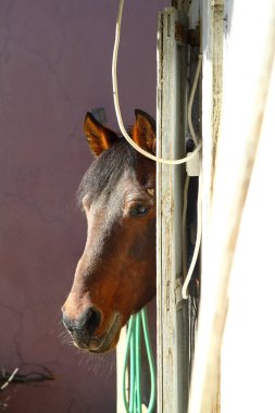 Kahverengi at ahır dışarı arıyorum. At portre portre. Kare fotoğraf.