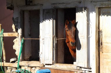 Kahverengi at ahır dışarı arıyorum. At portre portre. Kare fotoğraf.
