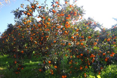 Portakal mandalina ağacı üzerinde. Olgun mandalina.