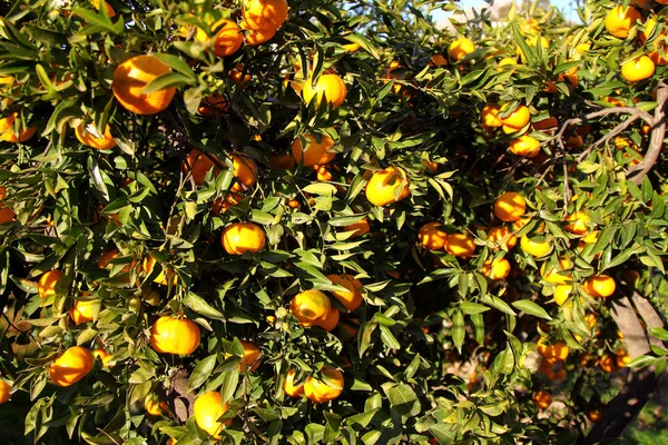 Orange Mandarin Tree Ripe Tangerine — Stock Photo, Image