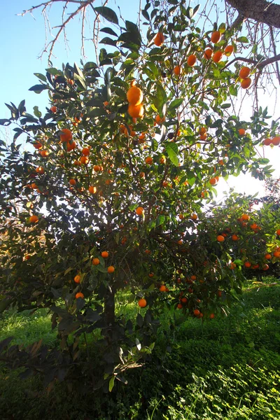 Orange Mandarin Tree Ripe Tangerine — Stock Photo, Image