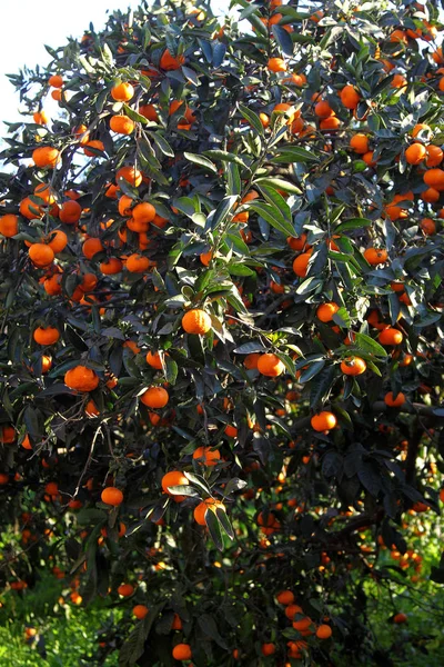 Mandarina Laranja Árvore Tangerina Madura — Fotografia de Stock