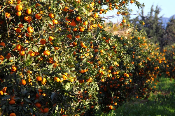 Оранжевый Мандарин Дереве Спелый Мандарин — стоковое фото