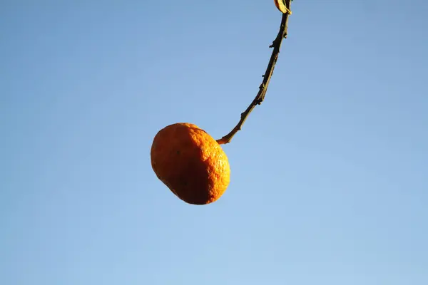 Oranje Mandarijn Boom Rijpe Tangerine — Stockfoto