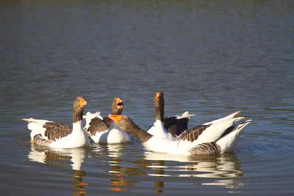 Grupo Ganso Lago Con Hermosa Luz Del Sol Del Atardecer — Foto de Stock