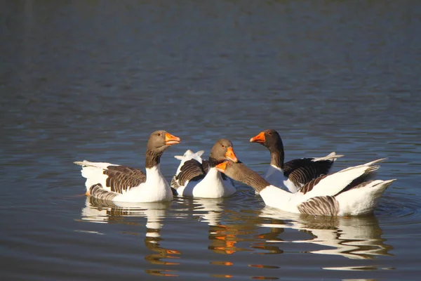 Groupe Oie Dans Lac Avec Belle Lumière Soleil Crépusculaire — Photo