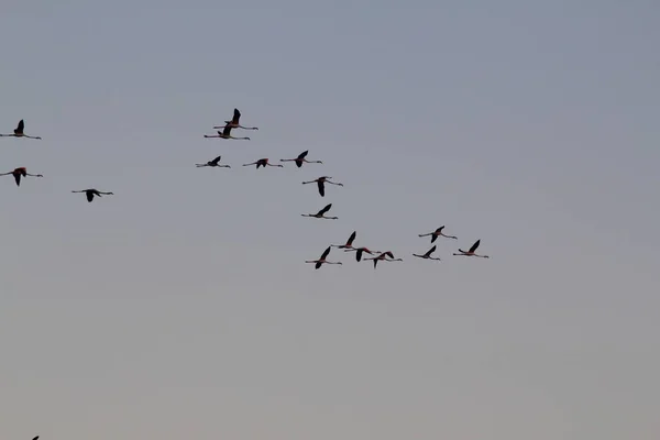 Flamingos Modré Obloze Bodrum Turecko — Stock fotografie