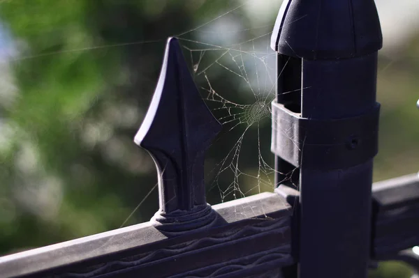 Tela Blanca Araña Telaraña Primer Plano Fondo —  Fotos de Stock