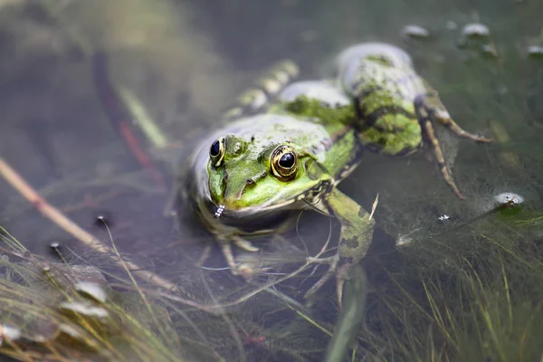 A green frog also known as the common water frog or edible frog in a pond with some foliage