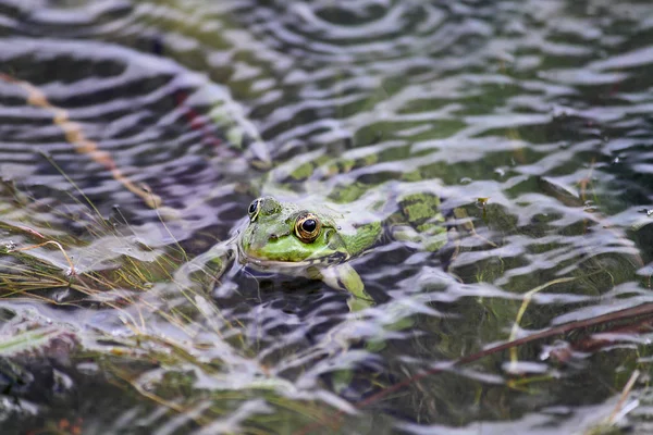 Zelená Žába Také Známý Jako Běžné Vody Žába Nebo Jedlá — Stock fotografie