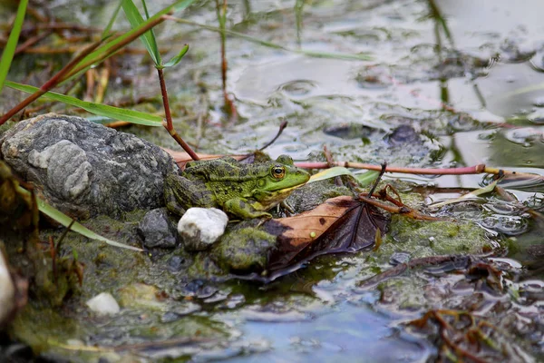 Grön Groda Även Känd Som Den Gemensamma Gölgroda Eller Ätlig — Stockfoto