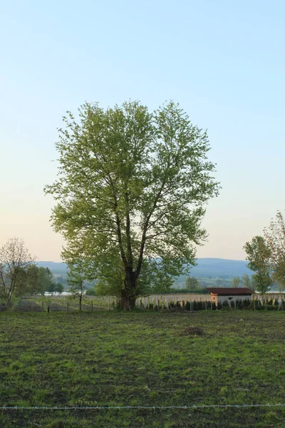 Bos Voorjaar Landschap Bos Bomen Met Gras Voorgrond Zonlicht Schijnt — Stockfoto