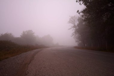 Sonbahar ormanı sisi manzarası. Sonbaharda orman sisi ağaçlarının silueti. Sonbahar ormanı sis ağaçları. Orman sisi ağaçları sonbahar