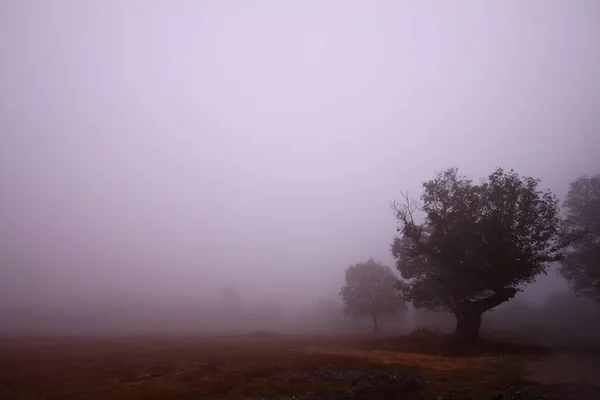 Paysage Brouillard Forestier Automne Forêt Brouillard Arbres Silhouette Automne Automne — Photo