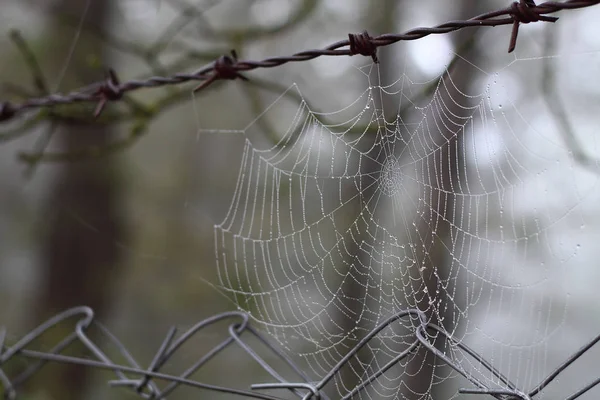 Araignées Web Gros Plan Avec Des Gouttes Rosée Aube Maison — Photo