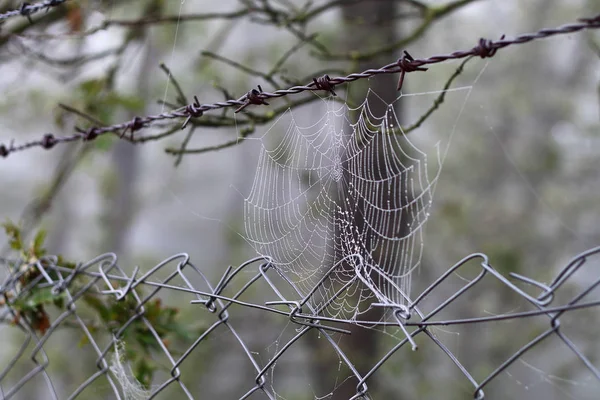 Araignées Web Gros Plan Avec Des Gouttes Rosée Aube Maison — Photo