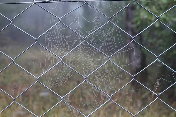 Araignées Web Gros Plan Avec Des Gouttes Rosée Aube Maison — Photo