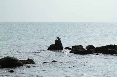 Deniz dalgaları kayalara çarpıyor. Derin mavi deniz dalgaları kayalıklara çarpar. Güçlü deniz dalgaları kayaların üzerinden atlıyor. Güçlü okyanus dalgaları kayalara çarpıyor