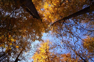 Bolu 'da sevenlakes Milli Parkı 'nda Türkiye. Yedigoller Milli Parkı