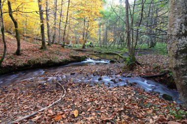 Bolu 'da sevenlakes Milli Parkı 'nda Türkiye. Yedigoller Milli Parkı