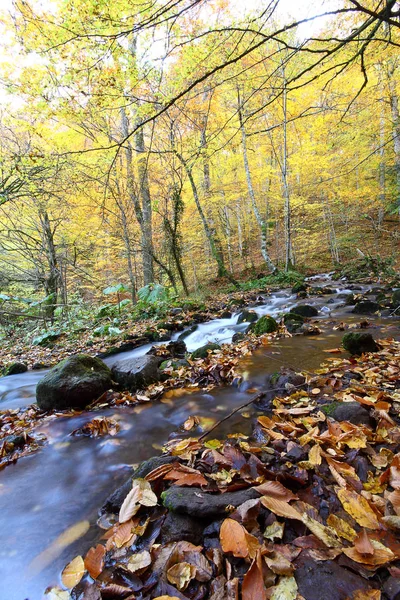 Parque Nacional Sevenlakes Otoño Bolu Turquía Yedigoller Milli Parki — Foto de Stock