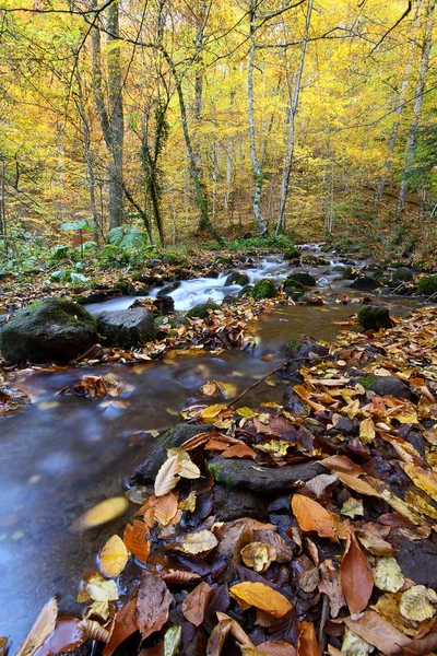 Parco Nazionale Sevenlakes Autunno Bolu Turchia Yedigoller Milli Parki — Foto Stock