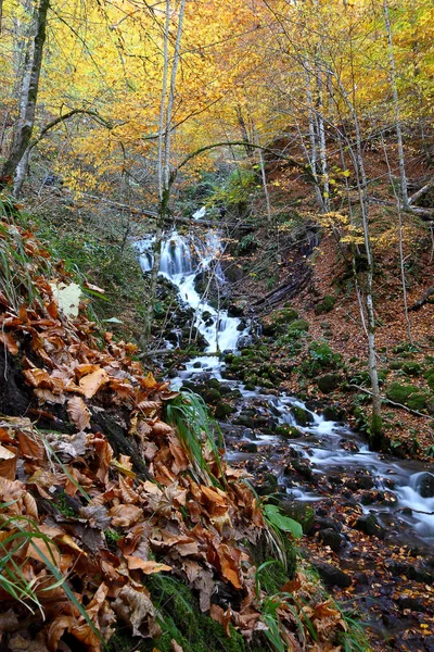 Parque Nacional Sevenlakes Otoño Bolu Turquía Yedigoller Milli Parki — Foto de Stock