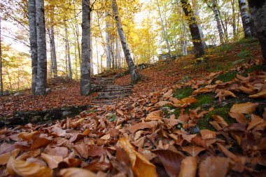 Bolu 'da sevenlakes Milli Parkı 'nda Türkiye. Yedigoller Milli Parkı