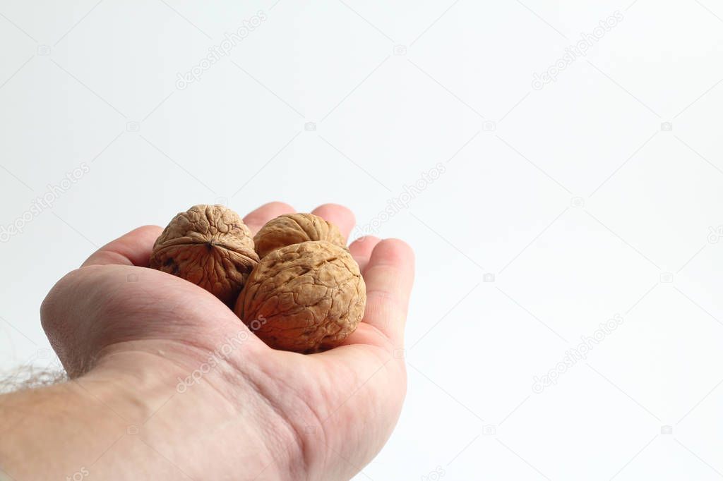 walnuts food nut in hand on white background isolation
