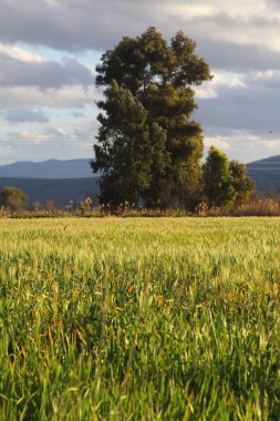 Siluet ağacı ve çimen çiçeği Türkiye 'de rüzgardan esiyor
