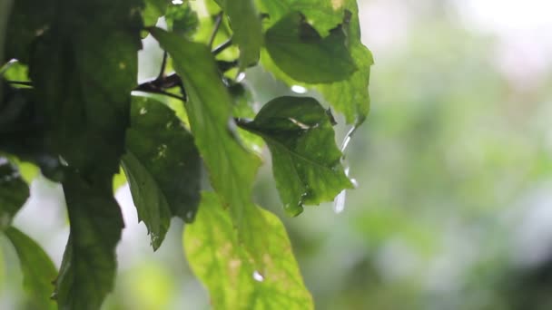 Grüne Blätter Eines Baumes Frühling Wassertropfen Auf Grünes Blatt Blatt — Stockvideo