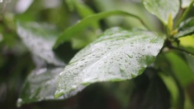 Baharda bir ağacın yeşil yaprakları. Su yeşil yaprağa düşer. Yaprağı kapat