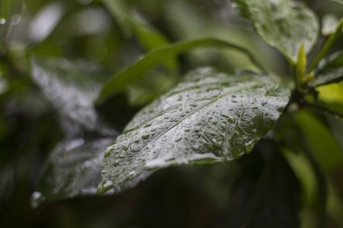 Su yeşil yaprağa düşer.