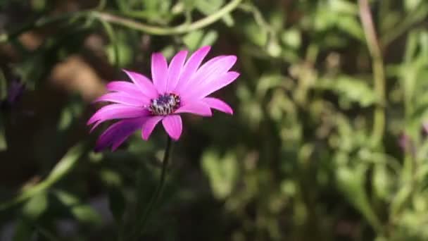 Cosmos Flower Garden Spring Time Bodrum Turkey — Stock Video
