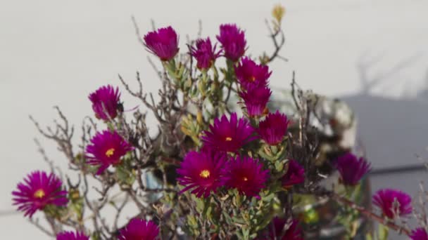 庭の紫色の花 タイムラプス — ストック動画
