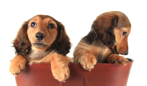 Twee teckel puppies — Stockfoto