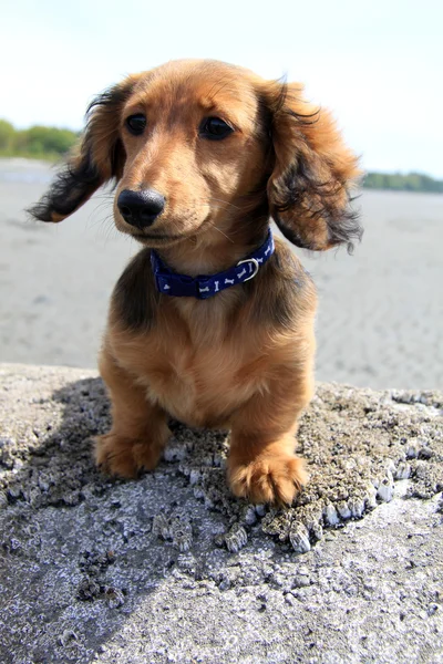 Cachorrinho dachshund de cabelo comprido — Fotografia de Stock